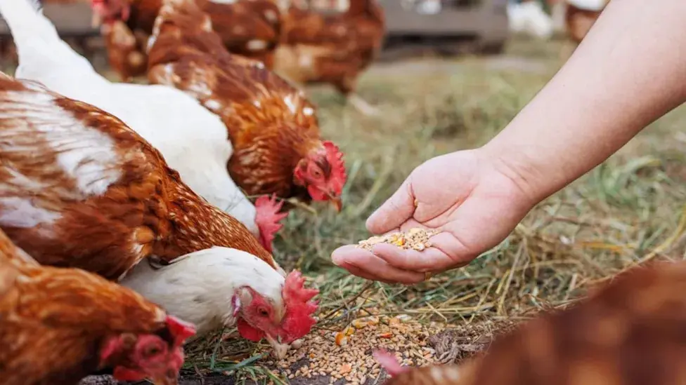 خرید خوراک طیور؛ راهنمای انتخاب دان مناسب از نگاه کاربردی