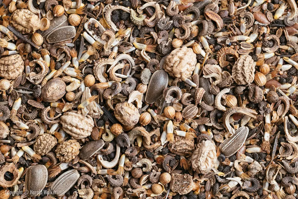 گل‌های مختلف در فصل بهار و تابستان