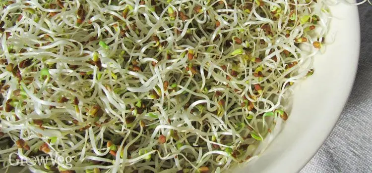 جوانه شبدر در یک سالاد تازه با هویج و گوجه‌فرنگی
