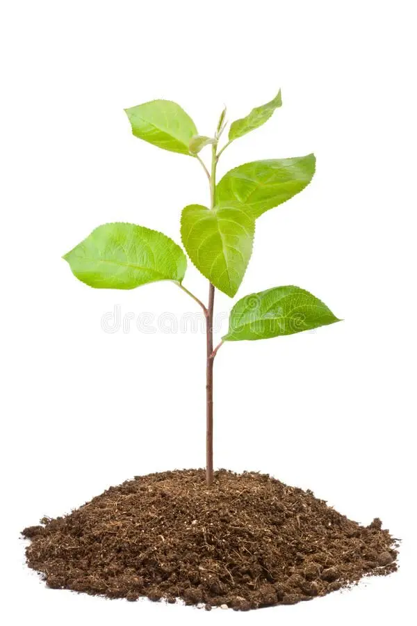 خرید نهال میوه؛ راهنمای انتخاب نهال مناسب برای باغ و ویلا و راهنمای تصمیم‌گیری