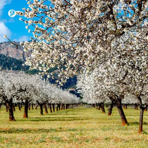 خرید نهال پسته؛ بررسی راهنمای انتخاب رقم مناسب برای باغ و نکات ضروری