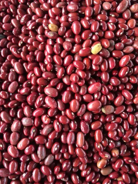 بهترین لوبیا قرمز؛ راهنمای کامل و کاربردی