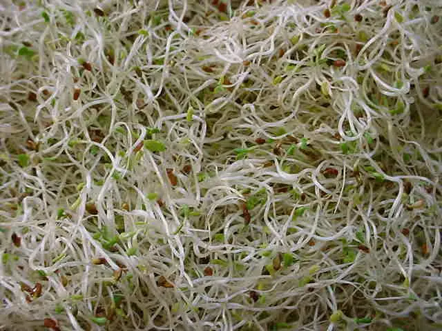 راهنمای انتخاب جوانه یونجه؛ نکات مهمی که باید بدانید