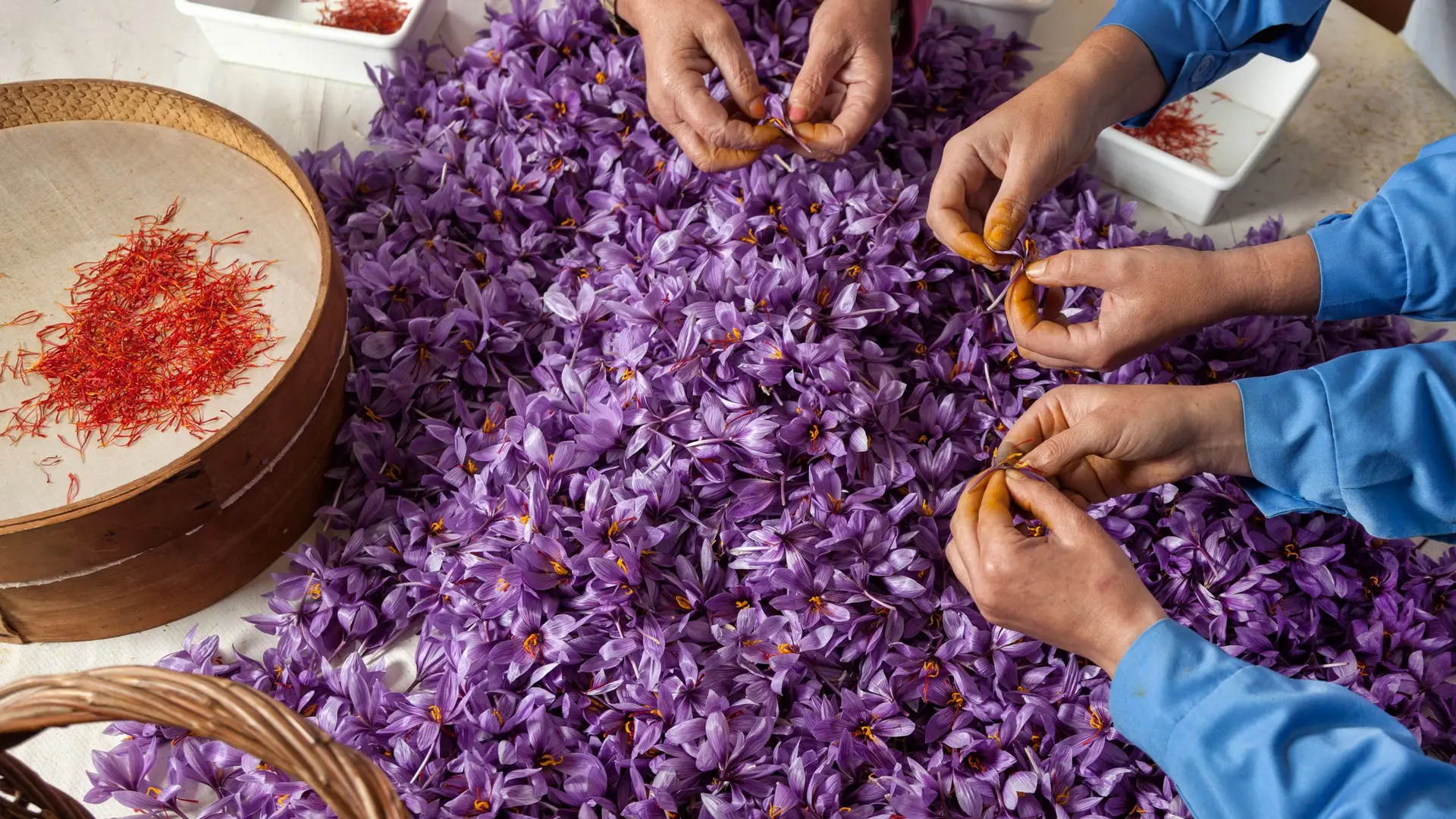 دانههای زعفران اصل با رنگ قرمز مایل به نارنجی و ساختار طبیعی