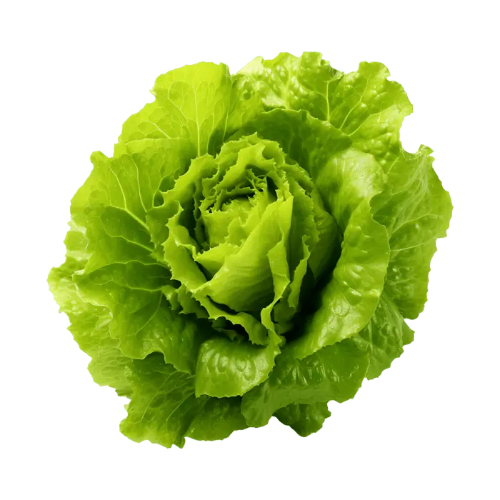 کاهو تازه و سبز برای استفاده در آشپزی