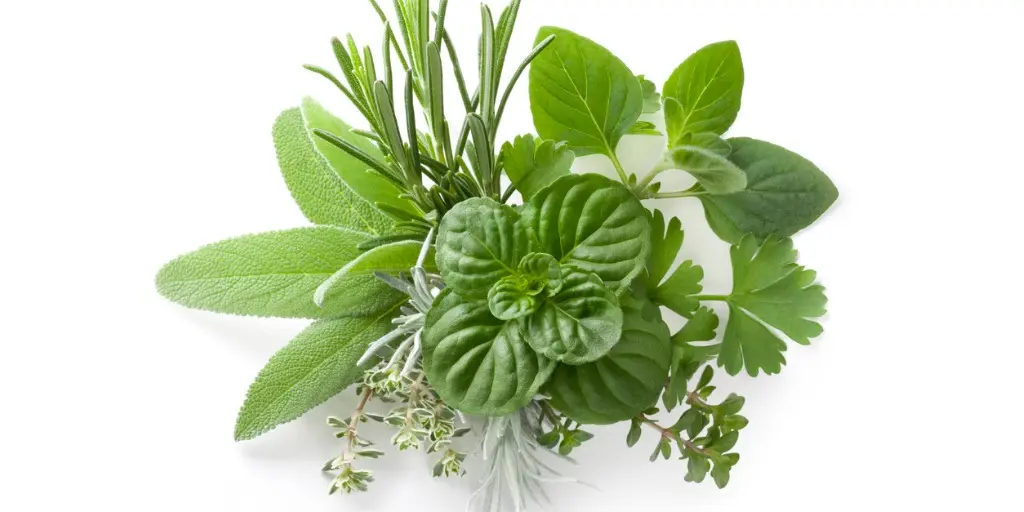 مجموعهای از سبزیجات تازه برای سبزی قورمه