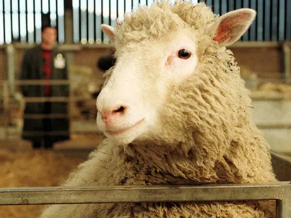 چرخ دستی حمل بار با چرخهای لاستیکی برای استفاده در محیطهای ناهموار