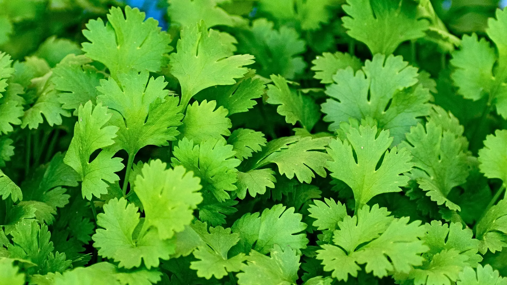 زیره سبز در دست یک فرد برای بررسی کیفیت