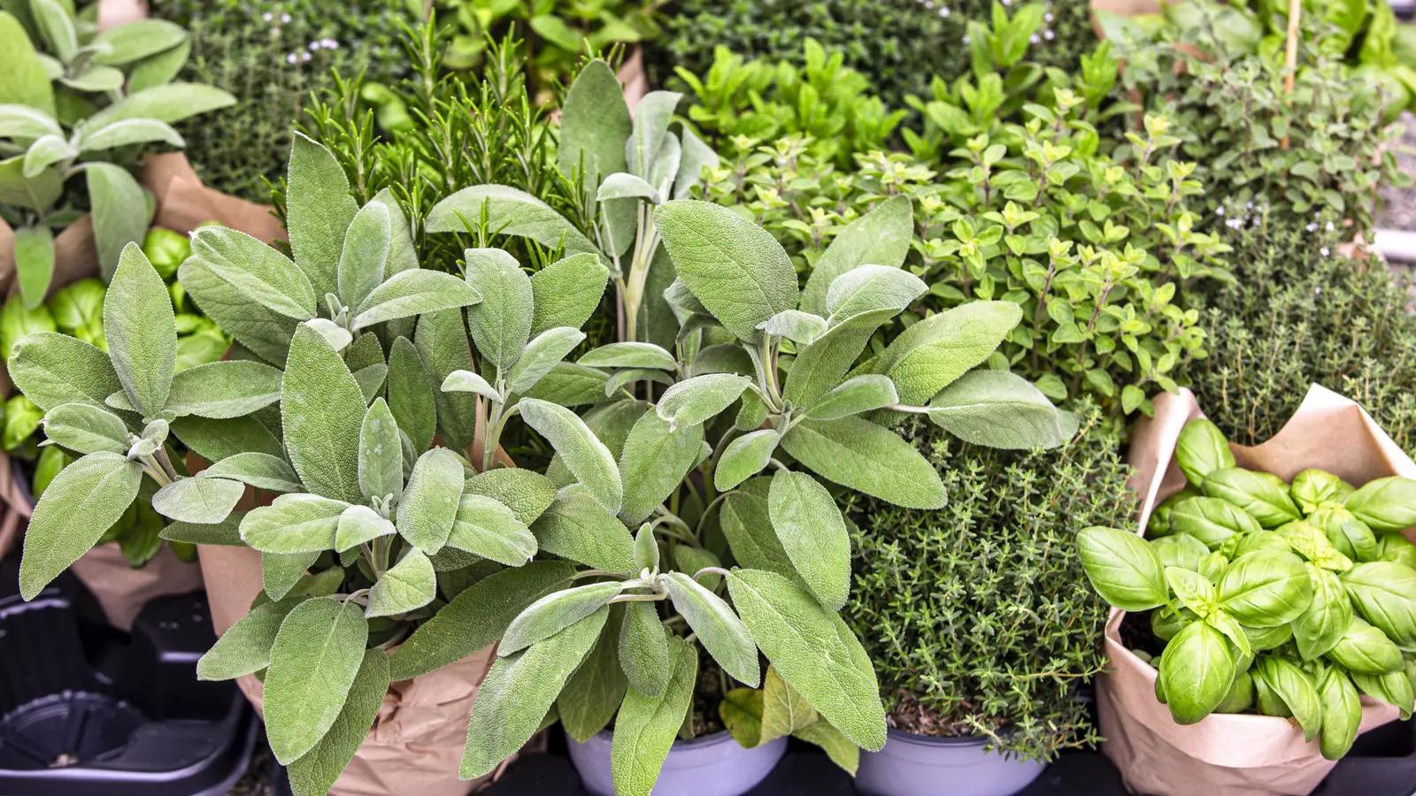 سبزی قورمه تازه و آماده برای استفاده در آشپزی