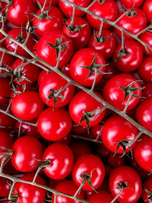 گوجه گیلاسی تازه و خوش رنگ روی شاخه