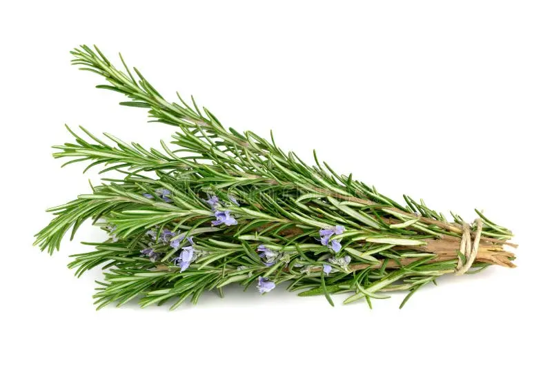 برگهای رزماری خشک در زمینه سفید برای استفاده در محصولات آرایشی و دارویی