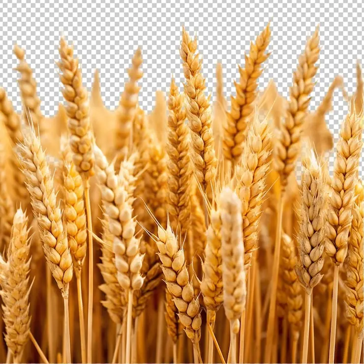 گندم پوستکنده با کیفیت بالا، مناسب برای استفاده در صنایع غذایی و آشپزی خانگی
