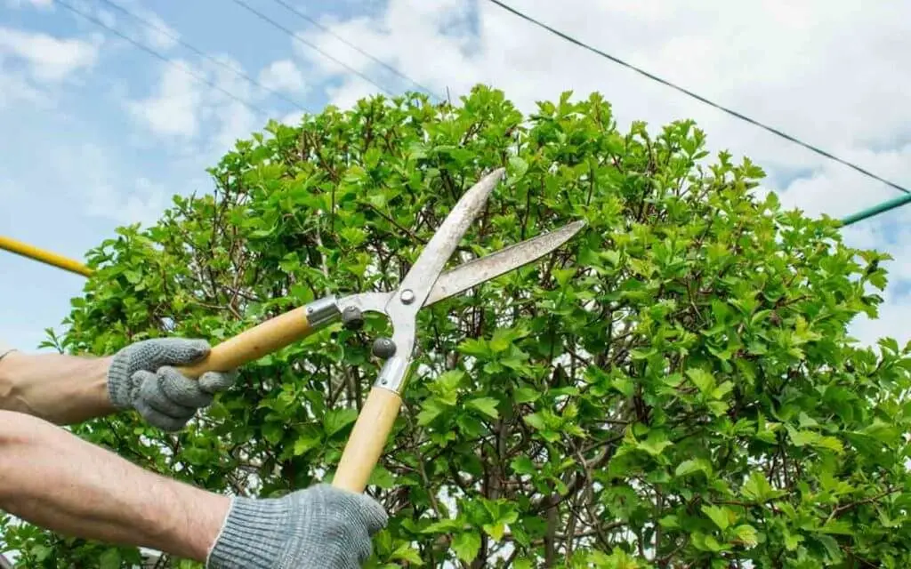 هرس زمستانه چیست و چرا اهمیت دارد؟