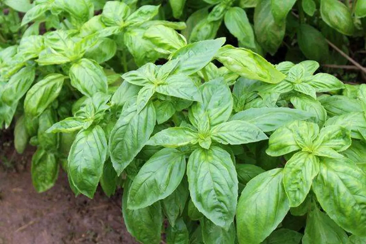 شلیل چگونه پرورش داده می‌شود؛ راهنمای ساده برای شروع