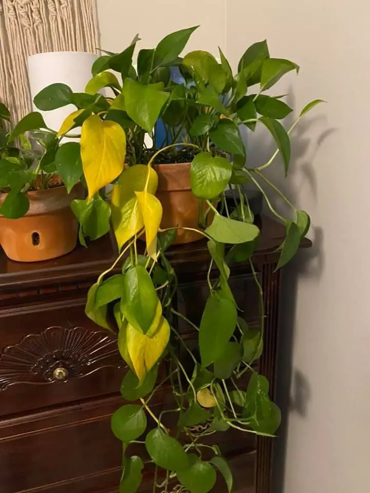پرورش پتوس چگونه انجام می‌شود؛ راهنمای ساده برای شروع
