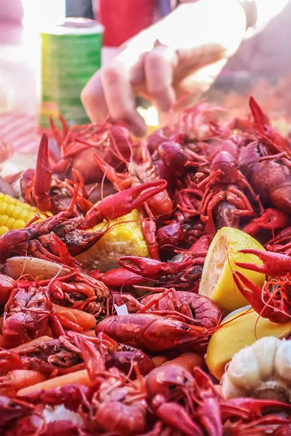 کراف ماگا زنده با بدن شفاف و پاها فعال