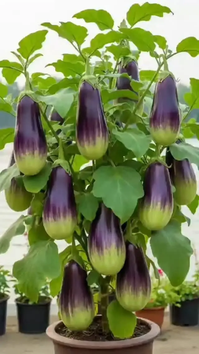 کشک بادمجان در حال پخت در تابه با مواد ترکیبی