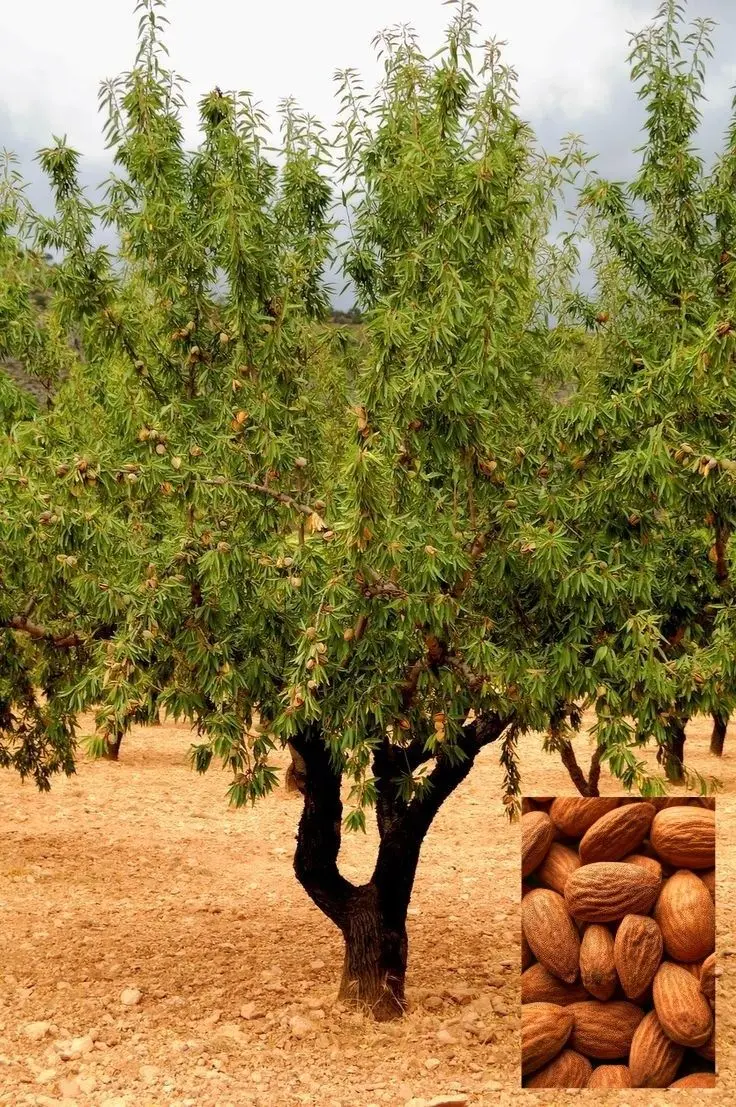 بادام چگونه کاشته می‌شود؛ راهنمای کامل و کاربردی