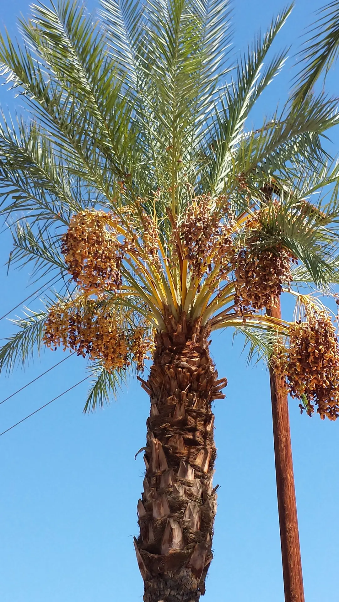 خرما چگونه پرورش داده می‌شود؛ بررسی نکات و جزئیات مهم