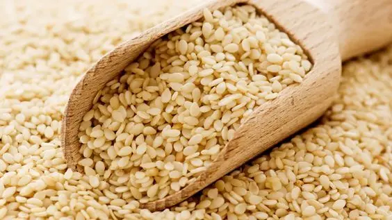 کنجد چگونه کاشته می‌شود؛ راهنمای ساده برای شروع