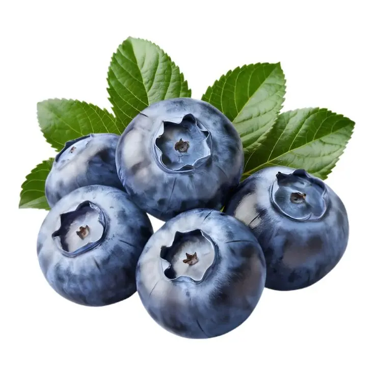 تریم و نگهداری صحیح گیاهان بلوبری برای افزایش محصول