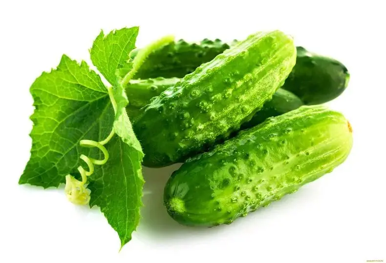 آبیاری منظم و مناسب برای گیاهان خیار در باغچه