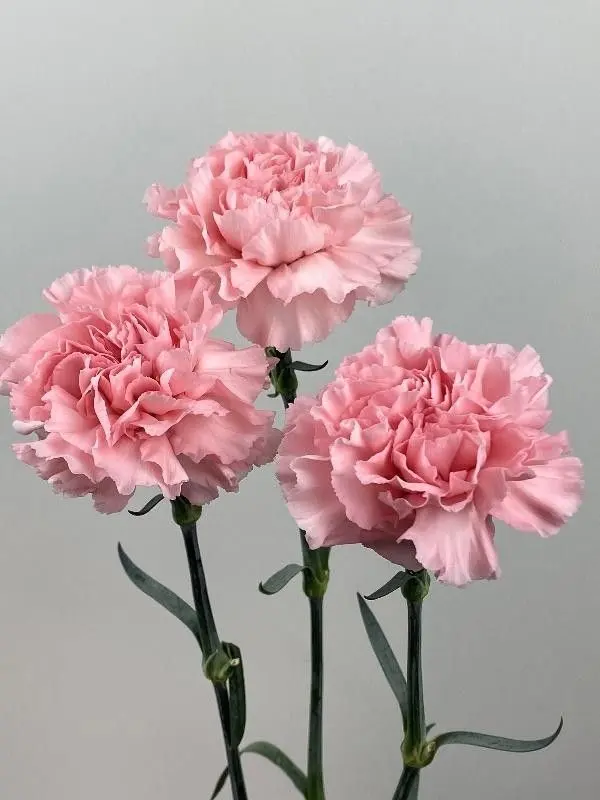 پرورش گل محمدی چگونه انجام می‌شود؛ راهنمای کامل و کاربردی
