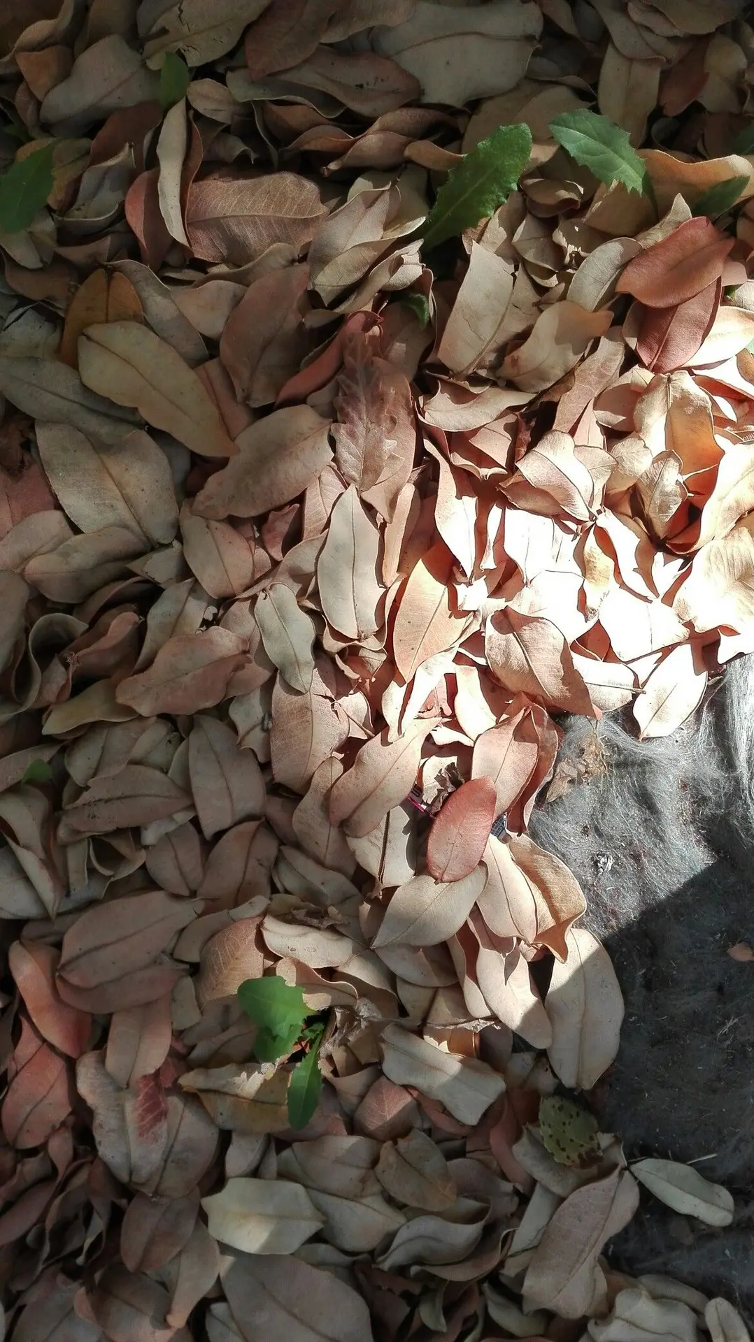 چرا نوک برگ گیاهان خشک می‌شود؛ نکات مهم و کاربردی