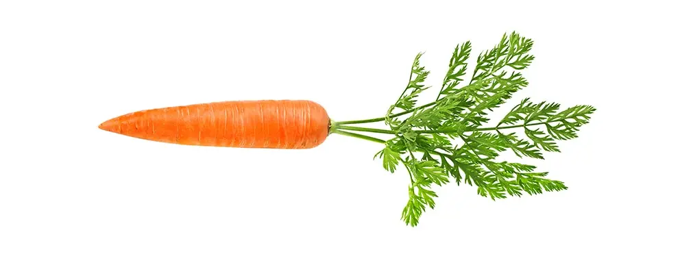 دانههای هویج در خاک آماده برای کاشت مستقیم