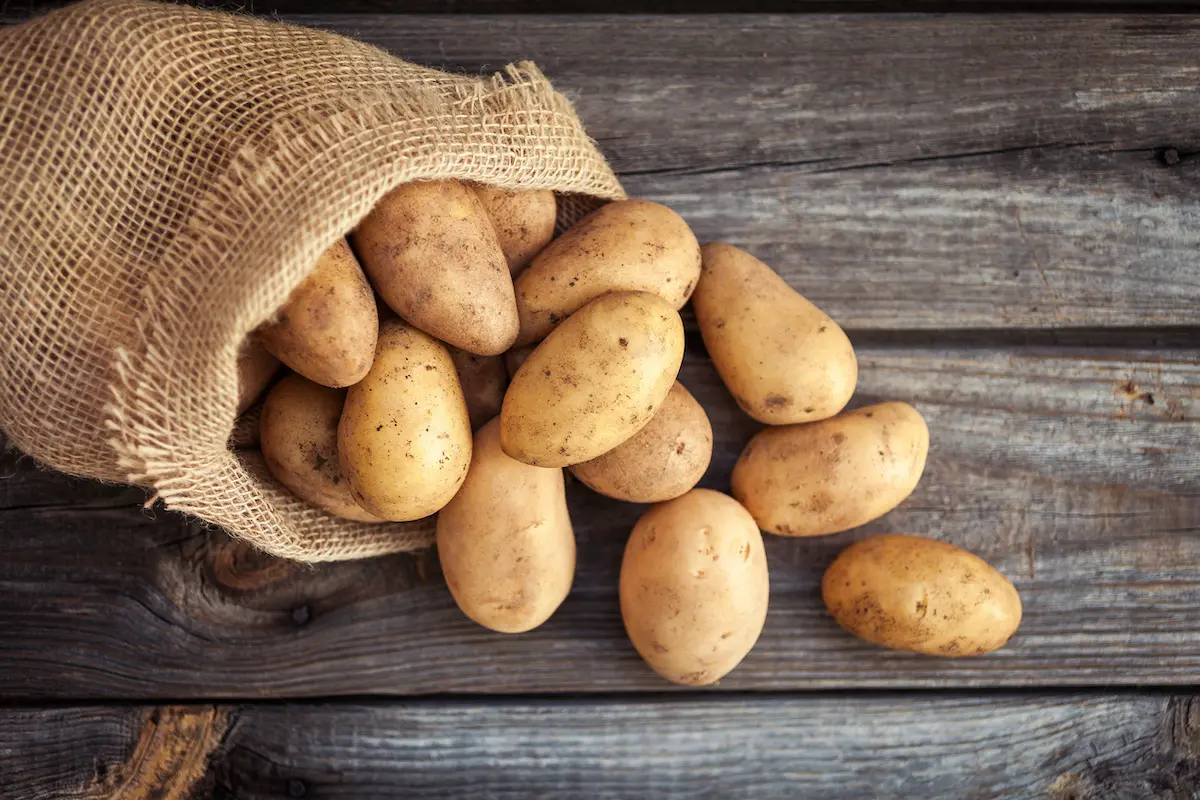 آبیاری قطره‌ای و پوشش خاک در کشت سیب‌زمینی برای جلوگیری از سبزکاری
