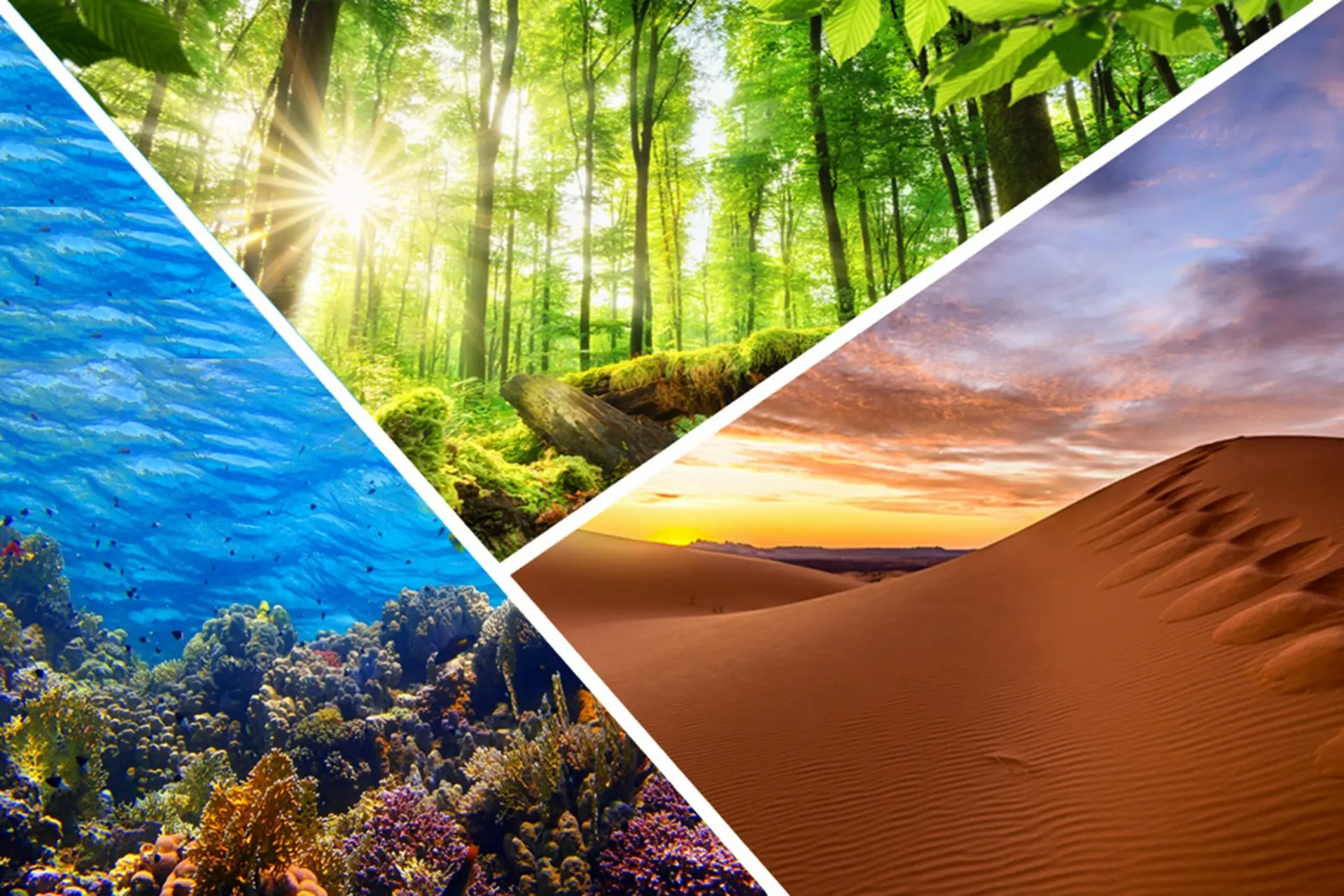 اکوسیستم چیست و چگونه کار می‌کند؛ نکات مهم و کاربردی