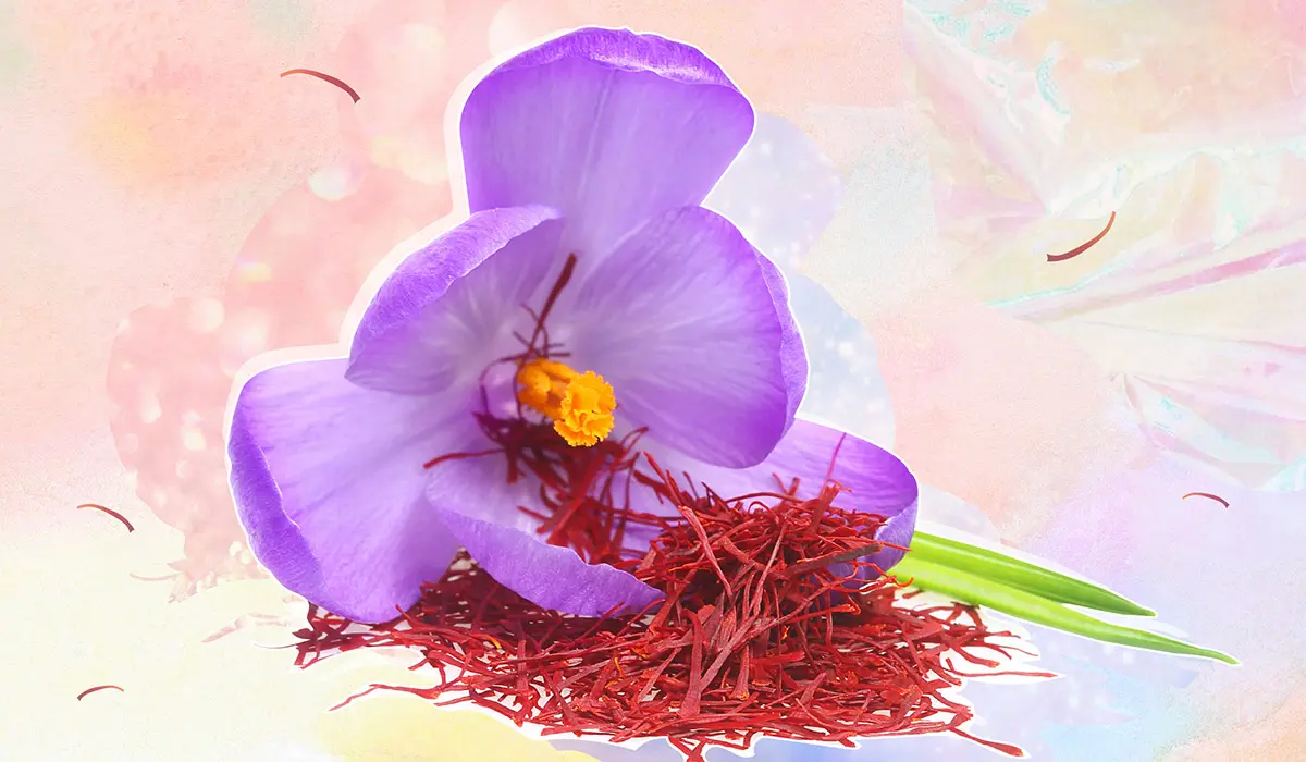 گل زعفران در مرحله باز شدن