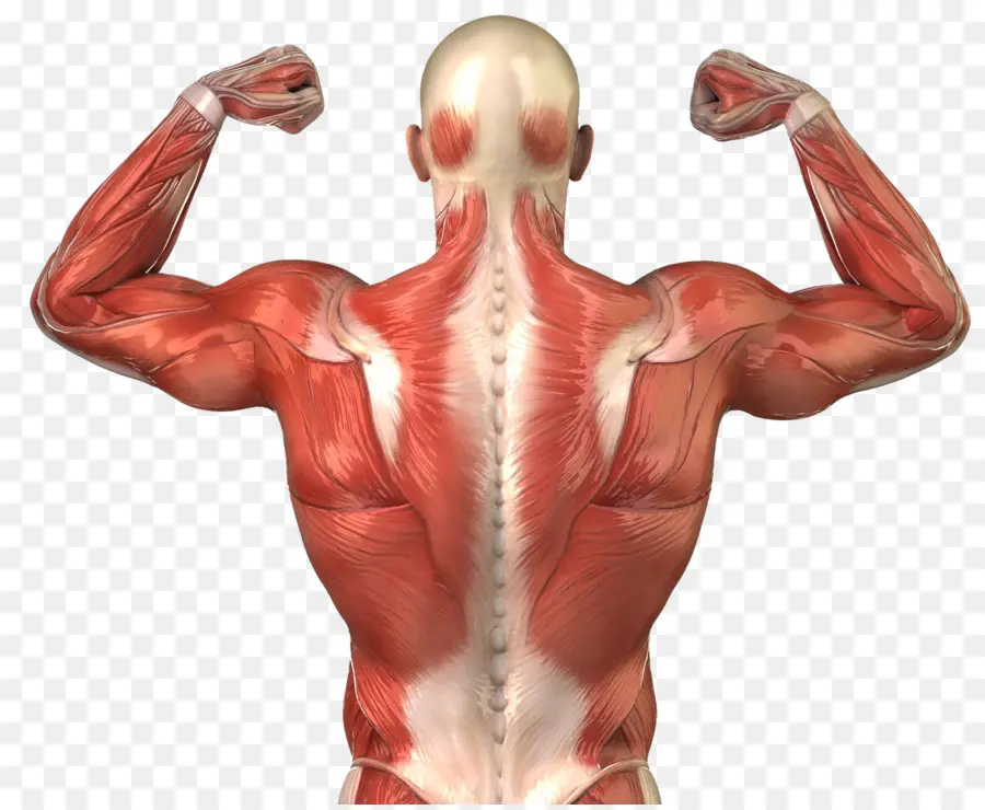 علائمی که نیاز به مراجعه به پزشک دارند