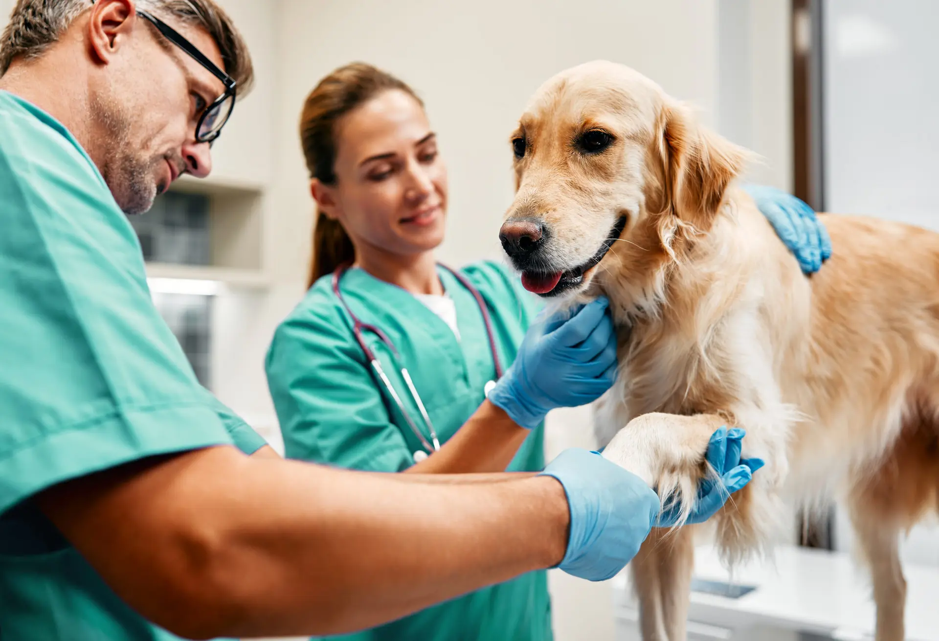 کارشناس گیاه‌پزشکی چه وظایفی دارد؛ یک راهنمای کامل برای تصمیم بهتر
