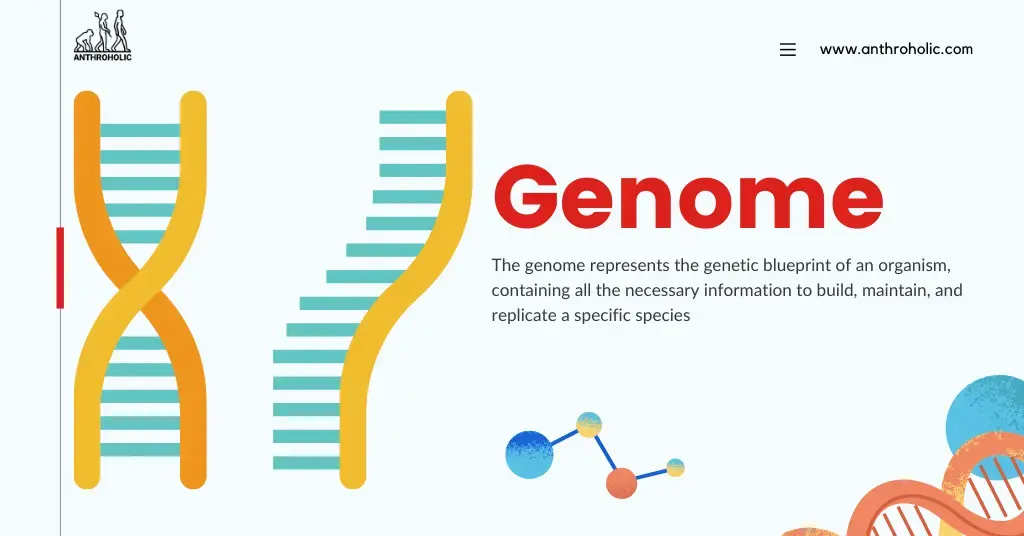 نمایی از ساختار مولکولی DNA و کروموزومها در یک سلول انسانی