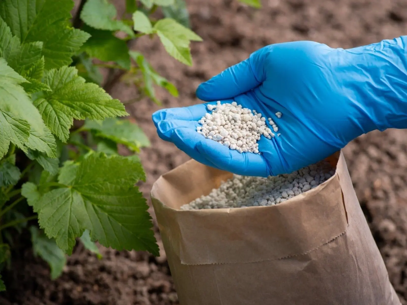 سیستم بیوگاز برای تبدیل پسماندهای کشاورزی به کود و انرژی