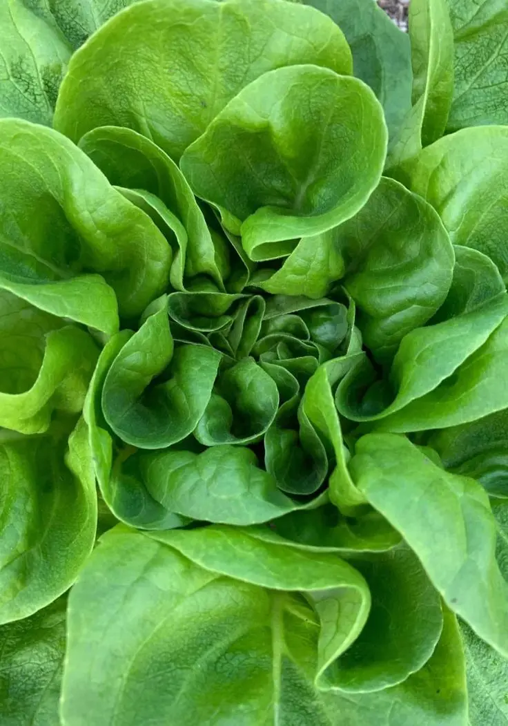 کاهو چگونه پرورش داده می‌شود؛ راهنمای کامل و کاربردی