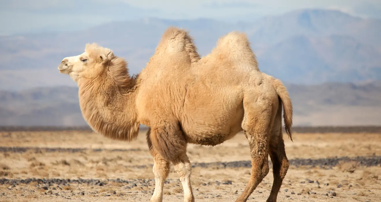 کملی سالم و قوی در محیط طبیعی خود