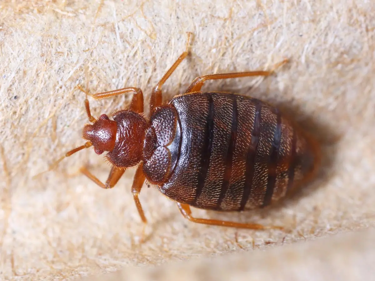Bug چیست و چرا در نرم‌افزار ایجاد می‌شود؛ نکات کاربردی و اشتباهات رایج