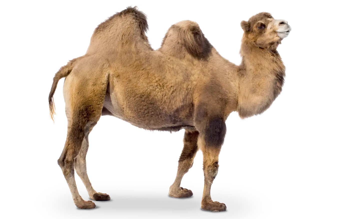 کملی در حال استراحت در محیطی آرام