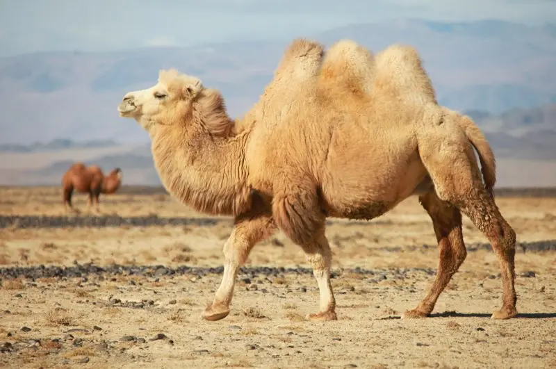 شتریان فعلی موتور رشد کسب‌وکار شوند چگونه انجام می‌شود؟ راهنمای کامل و کاربردی