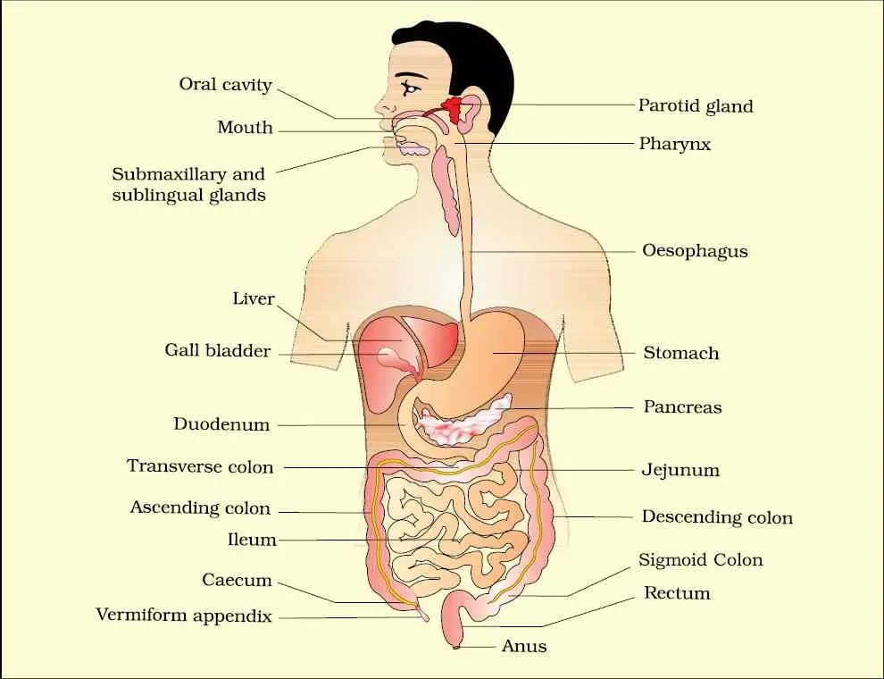 انatomical diagram of the human digestive system