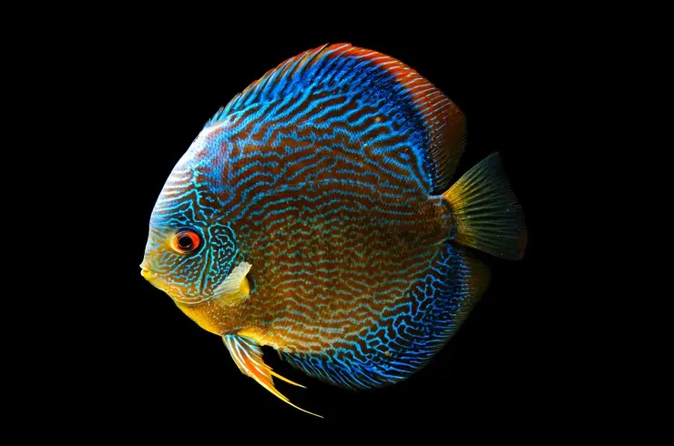پرتاب دیسک؛ راهنمای کامل و کاربردی