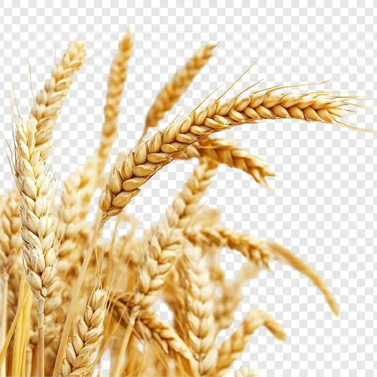 قیمت گندم چگونه بر امنیت غذایی جهان اثر می‌گذارد؛ نکات مهم و کاربردی