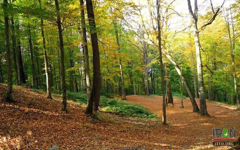 جنگل‌های متراکم پارک ملی گلستان با نور خورشید و سایه‌های درختان