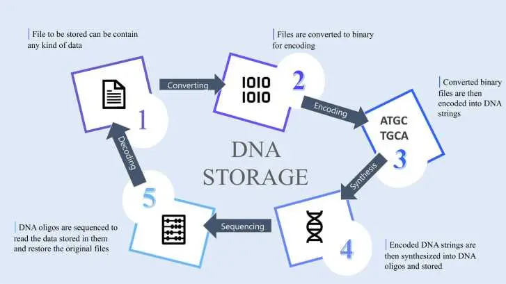 ذخیره اطلاعات در DNA چیست و آیا آرشیوهای آینده زیستی خواهند بود؛ یک راهنمای کامل برای تصمیم بهتر