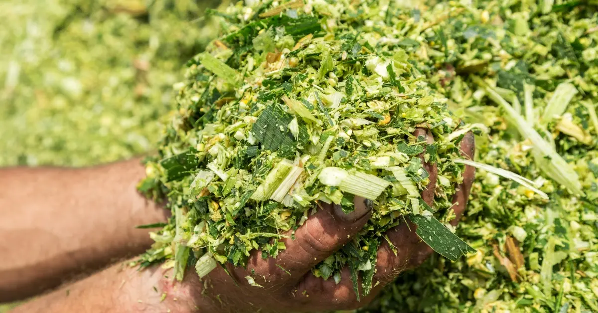 سیلوهای پلاستیکی برای ذخیره‌سازی سیلاژ در یک مزرعه