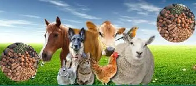 واردات نهاده‌های دامی چگونه بر قیمت مواد غذایی اثر می‌گذارد؛ بررسی نکات و جزئیات مهم