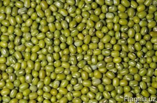 ماش چگونه کاشته می‌شود؛ راهنمای ساده برای شروع