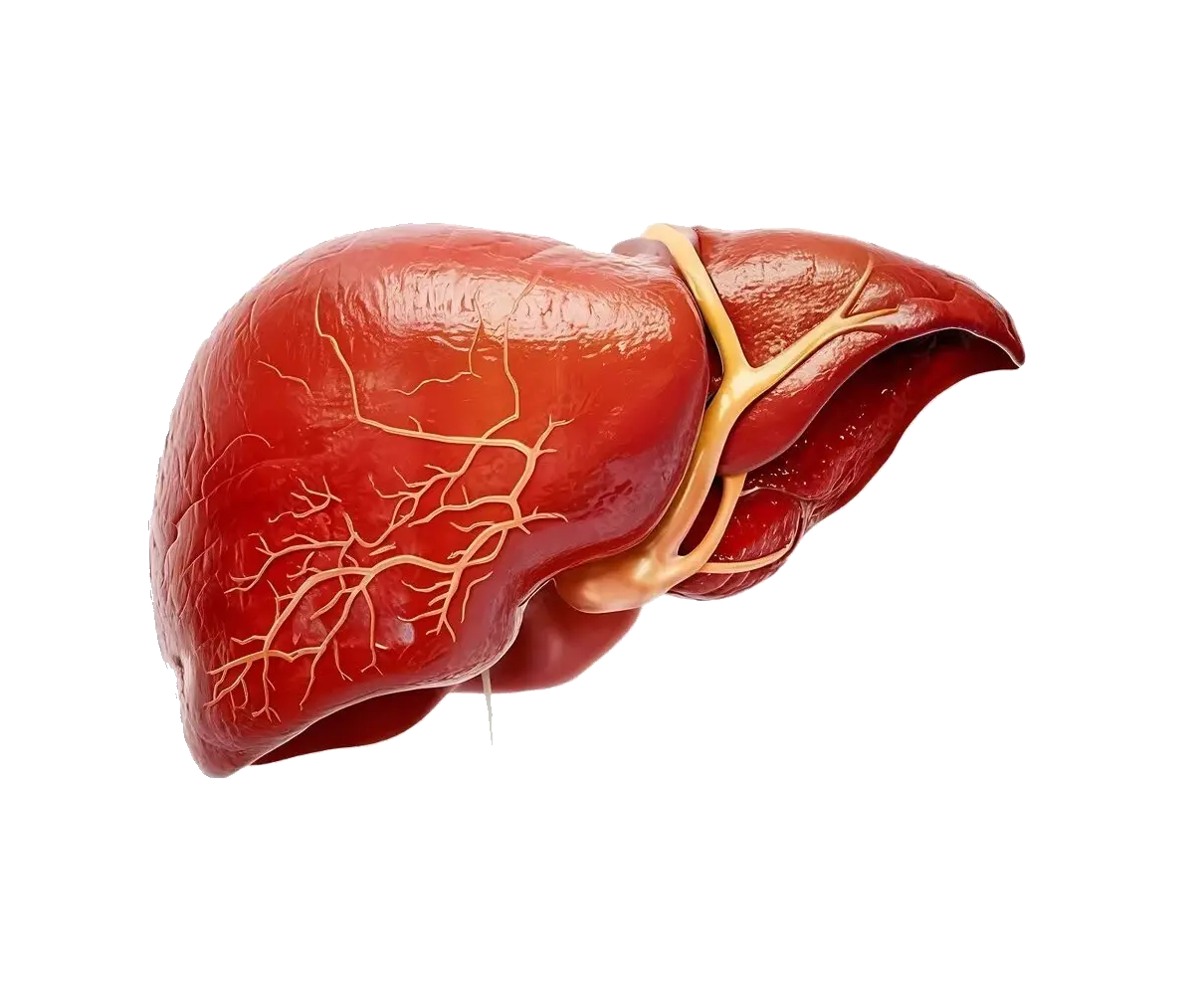 سنتی کبدی؛ نکات مهم و کاربردی